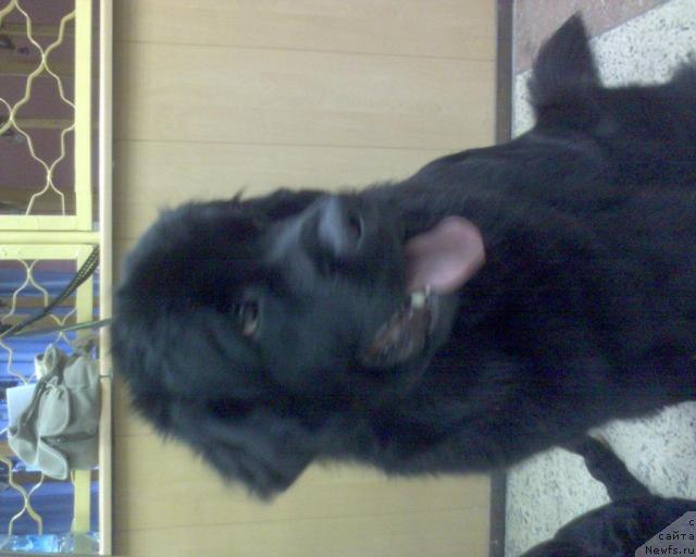 Фото: ньюфаундленд Ай Лав Рич (Ai Love Rich)