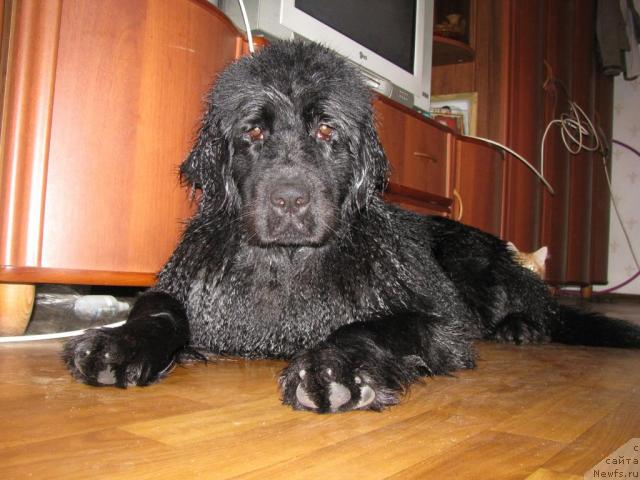 Фото: ньюфаундленд Аквилегия Нежная