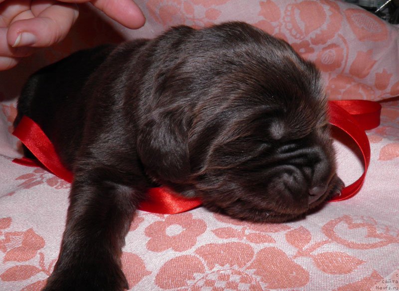 Фото: ньюфаундленд Ивари Цезария Шоколад