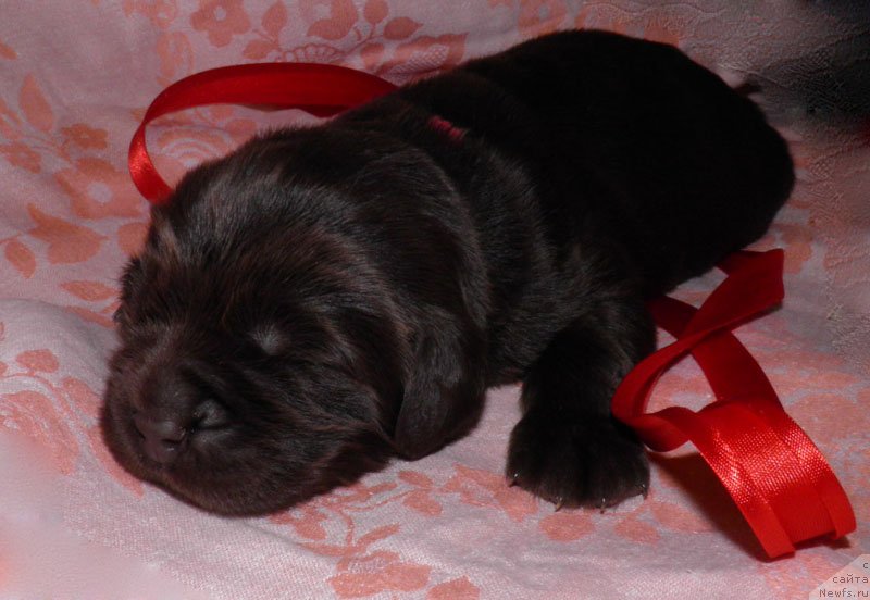 Фото: ньюфаундленд Ивари Цезария Шоколад