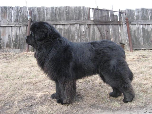 Фото: ньюфаундленд Данс Мемори Фьюджан Риф