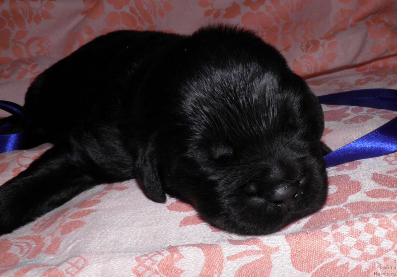 Фото: ньюфаундленд Инук Дю Дэн