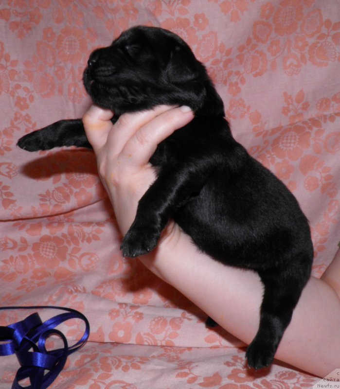 Фото: ньюфаундленд Инук Дю Дэн