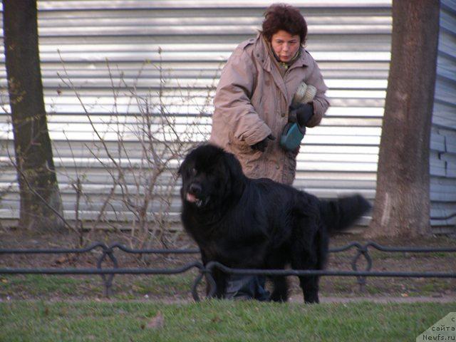Фото: ньюфаундленд Смигар Шелковая Ночь (Smigar Shelkovaya Noch), Анна Ковалёва