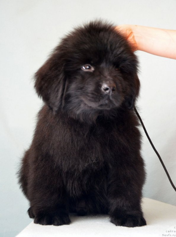 Фотография № 120682