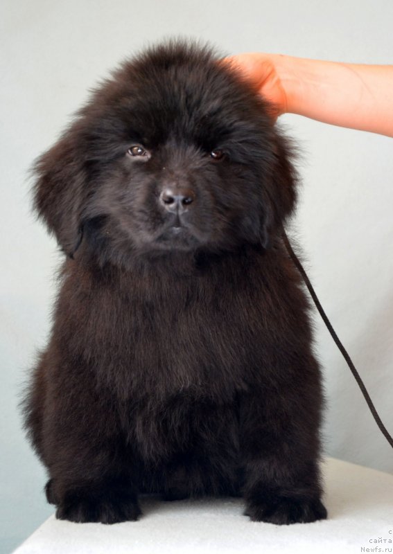 Фотография № 120683