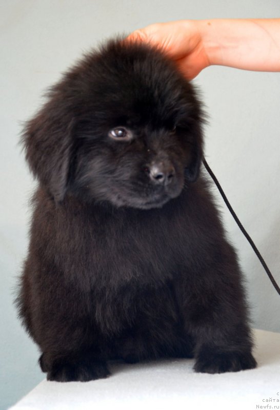 Фотография № 120684