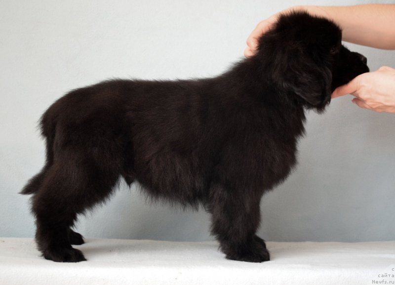 Фотография № 120685