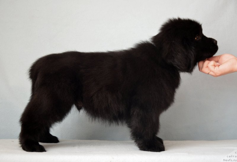 Фотография № 120686