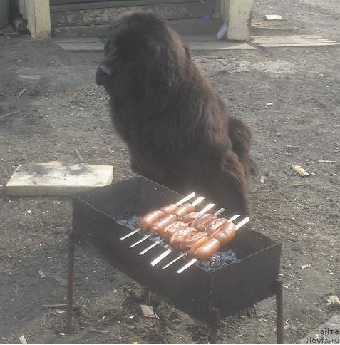 Фото: ньюфаундленд Отважный Рыцарь от Сибирского Медведя