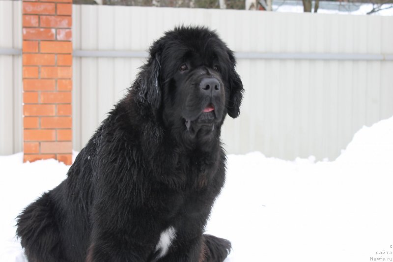 Фото: ньюфаундленд I'm in Love Midnight Bear