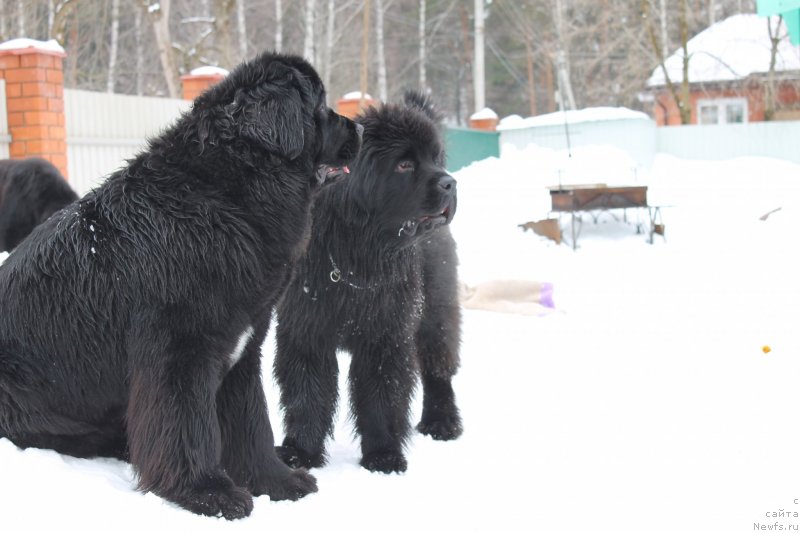 Фото: ньюфаундленд I'm in Love Midnight Bear, ньюфаундленд Thickish Newfoundland Waterfall Land's Only