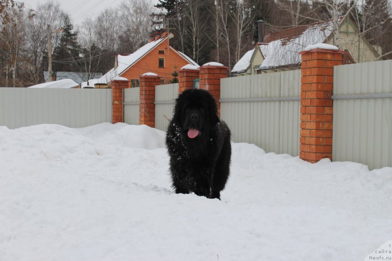 Фото: ньюфаундленд Thickish Newfoundland Waterfall Land's Only