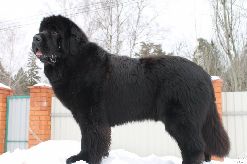 Фото: ньюфаундленд Giacomo vom Darius Land