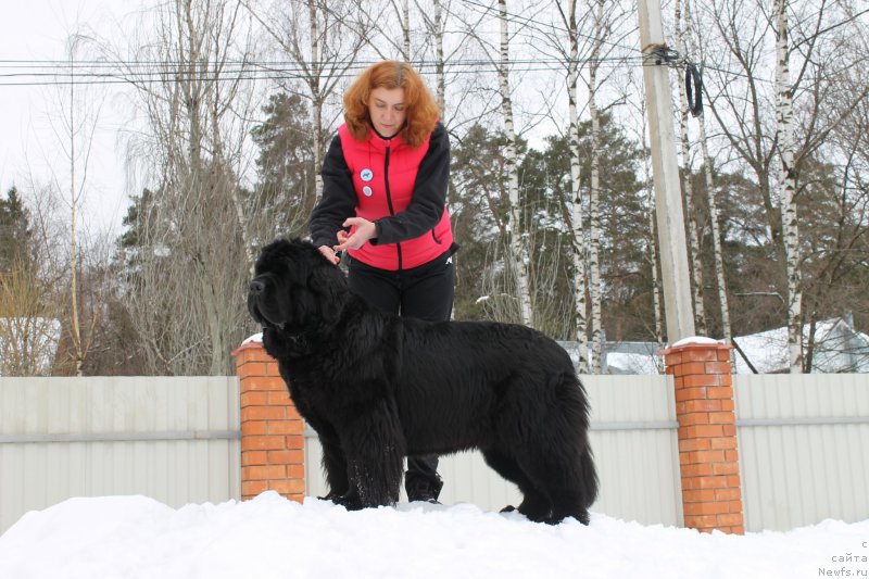Фото: ньюфаундленд Жолли Вандерфулл из Медвежьего Яра (Zholli Wonderfull iz Medvejyego Yara), Елизавета Сафиуллина
