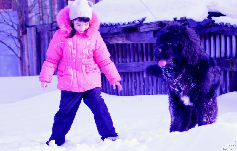 Фото: ньюфаундленд Ньюфорт Цена Успеха