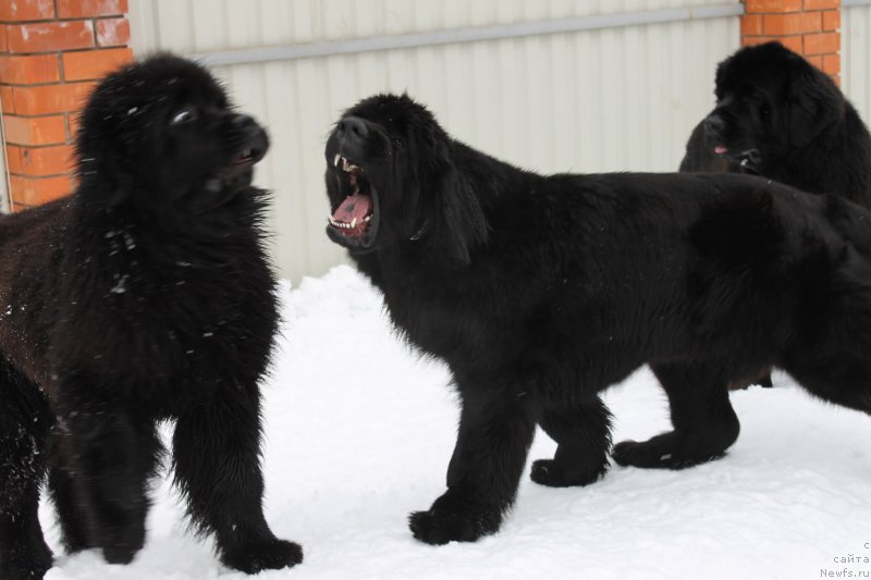 Фото: ньюфаундленд Thickish Newfoundland Waterfall Land's Only, ньюфаундленд Thickish Newfoundland Waterfall Land's Only