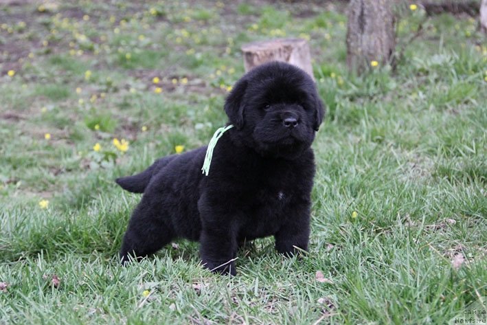 Фото: ньюфаундленд Черный Чанк с Берега Дона (Chernyj Chank s Berega Dona)