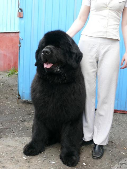 Фото: ньюфаундленд Ждущий Солнца с Берега Дона