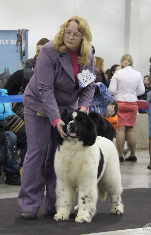 Фото: ньюфаундленд Сент Джонс Ванилла Айс (Sent Djons Vanilla Ice)