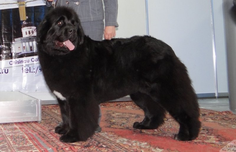 Фото: ньюфаундленд Бегущая по Волнам Регатта Катти Сарк