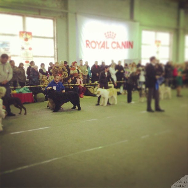 Фото: ньюфаундленд Северус Тобиас Снегг, Дмитрий Еске