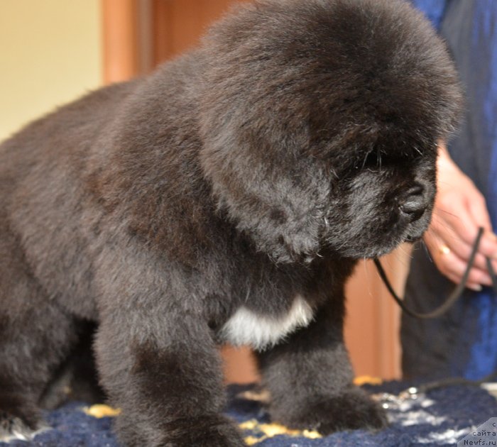 Фото: Бегущая по волнам ЕЛЕГАНТ ЕЛИЗАБЕТ