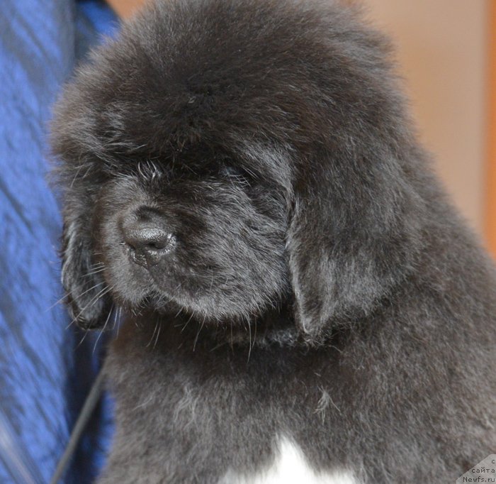 Фото: Бегущая по волнам ЕЛЕГАНТ ЕЛИЗАБЕТ