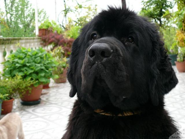 Фотография № 12081