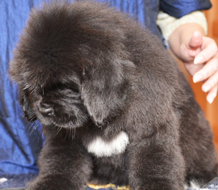 Фото: Бегущая по волнам ЕЛЕГАНТ ЕЛИЗАБЕТ