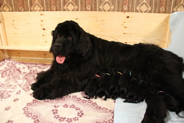 Фото: ньюфаундленд Их Высочество Глория Айрис (Ih Visochestvo Gloria Airis)