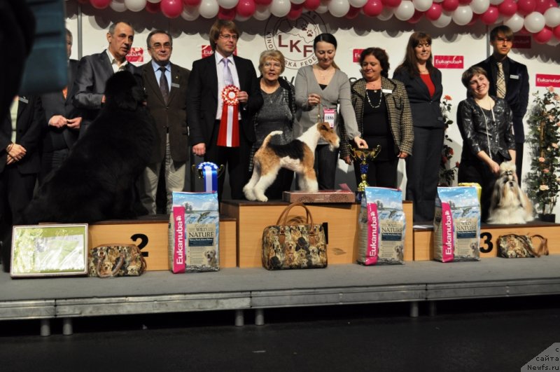 Фото: ньюфаундленд Звездный Дар Агасси (Zvezdnij Dar Agassi)