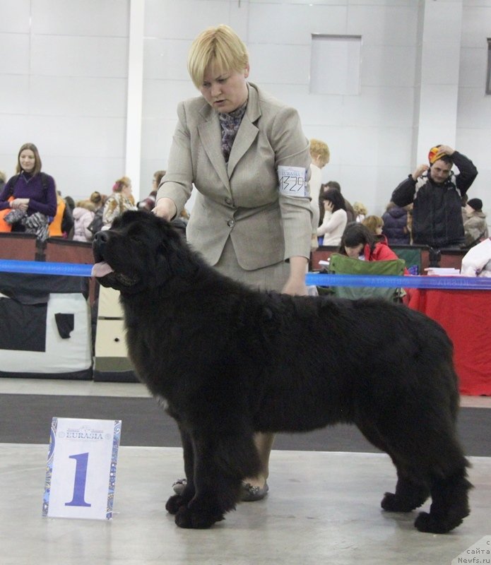 Фото: ньюфаундленд Акватория Келвин Франшиза (Aquatoriya Kelvin Franshize)