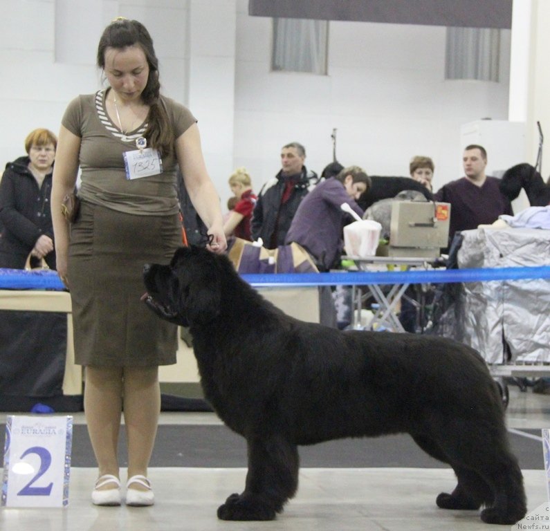 Фото: ньюфаундленд Бегущая по Волнам Фогет Ми Нот