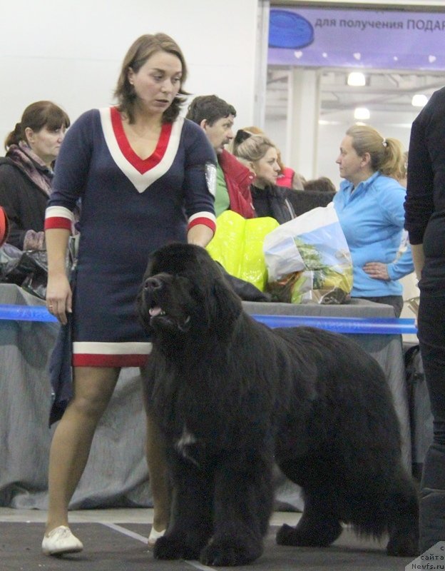 Фото: ньюфаундленд Питерньюф Монте Кристо (Piternyuf Monte Kristo)