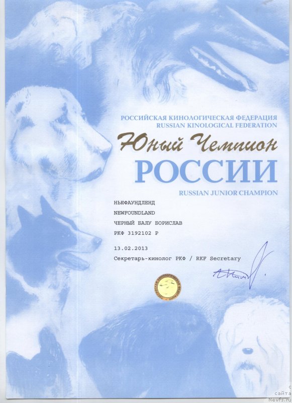 Фото: ньюфаундленд Черный Балу Борислав