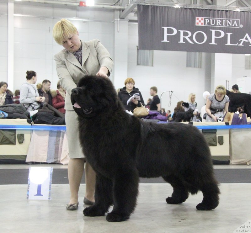 Фото: ньюфаундленд Акватория Келвин Ультиматум (Aquatoriya Kelvin Ultimatum)