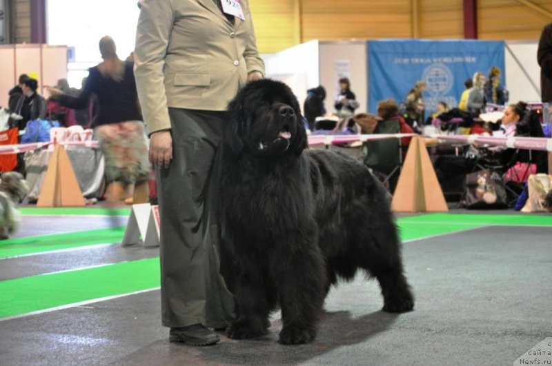 Фото: ньюфаундленд Kind Heart Midnight Bear