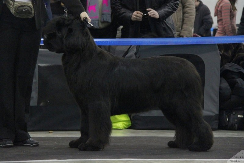 Фото: ньюфаундленд С'Нежная Вьюга Амороне Сартори (S'Nezhnaya Vjuga Amorone Sartori)