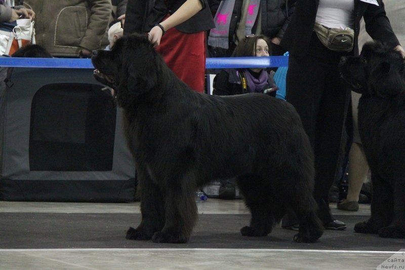 Фото: ньюфаундленд Плюшевая Панда Удивительная Кейт (Plushevaya Panda Udivitelnaja Kejt)