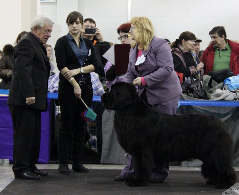 Фото: ньюфаундленд Сент Джонс Хеппи ту Дей