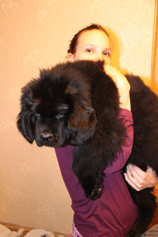 Фото: ньюфаундленд Фанньюф Граф Де Ла Фер