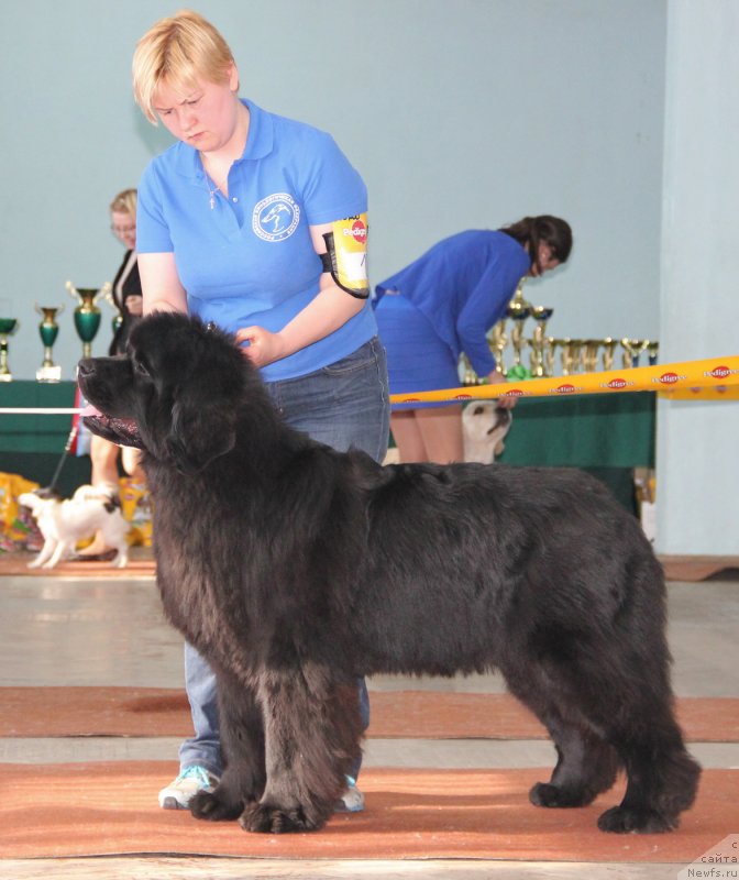Фото: ньюфаундленд Акватория Келвин Урса Хай Спирит (Aquatoria Kelvin Ursa High Spirit)