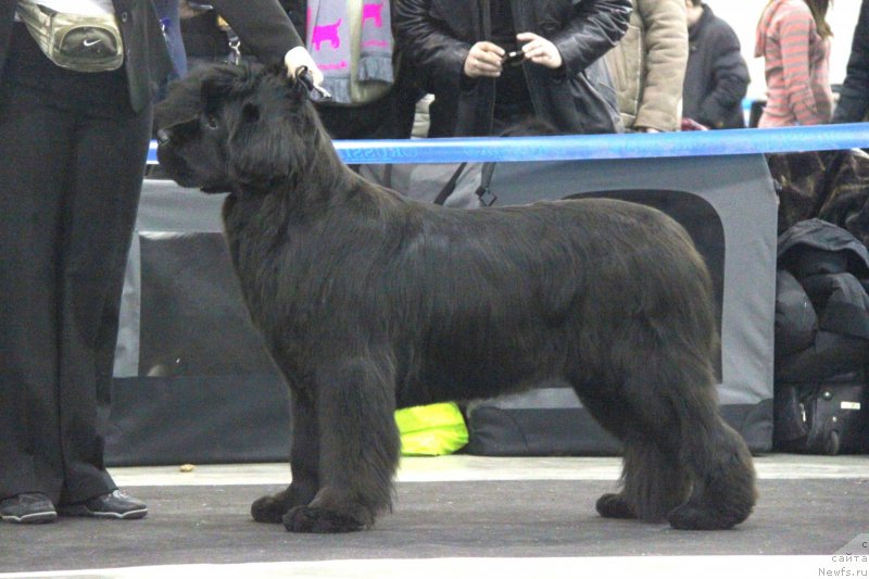 Фото: ньюфаундленд С'Нежная Вьюга Амороне Сартори (S'Nezhnaya Vjuga Amorone Sartori)