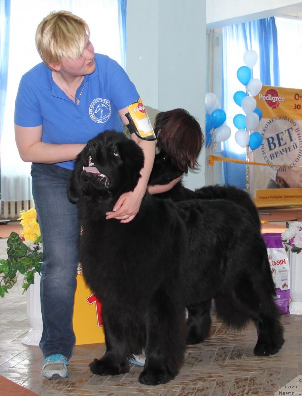 Фото: ньюфаундленд Акватория Келвин Урса Хай Спирит (Aquatoria Kelvin Ursa High Spirit)