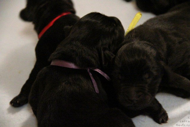 Фото: ньюфаундленд Их Высочество Глория Айрис (Ih Visochestvo Gloria Airis)