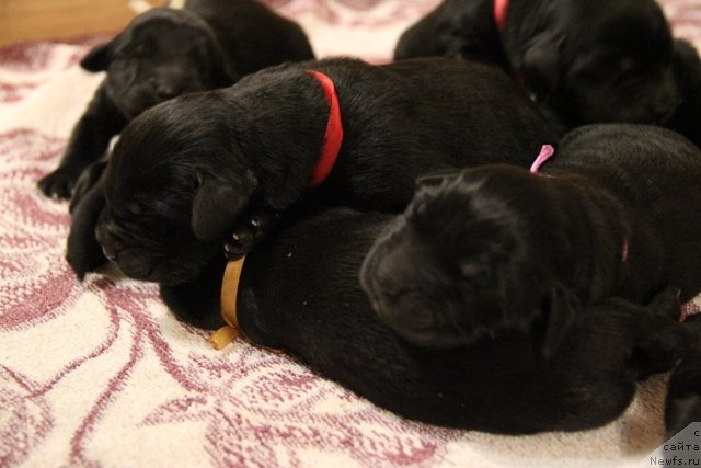 Фото: ньюфаундленд Их Высочество Глория Айрис (Ih Visochestvo Gloria Airis)