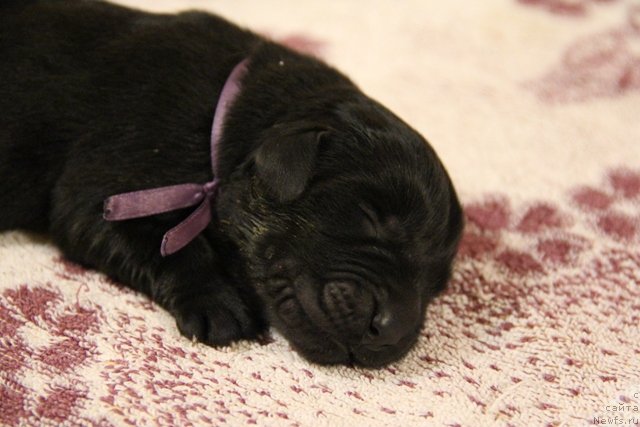 Фото: ньюфаундленд Их Высочество Глория Айрис (Ih Visochestvo Gloria Airis)