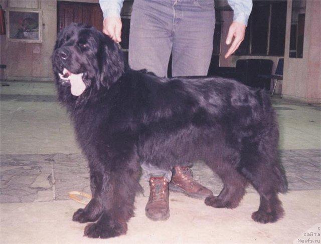 Фото: ньюфаундленд Newf Sound's Kieth the Kind