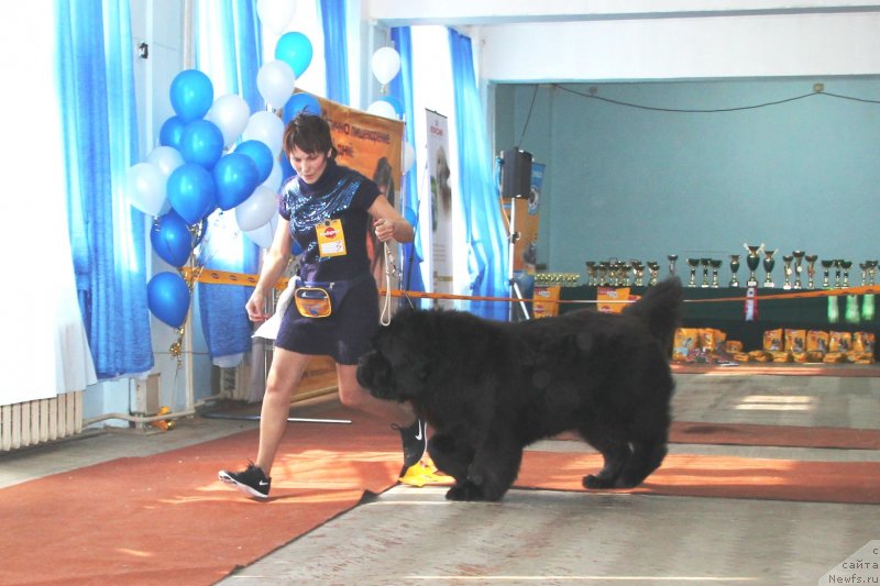 Фото: ньюфаундленд Ньюфорт Фидель (Njufort Fidel), Алевтина Батян